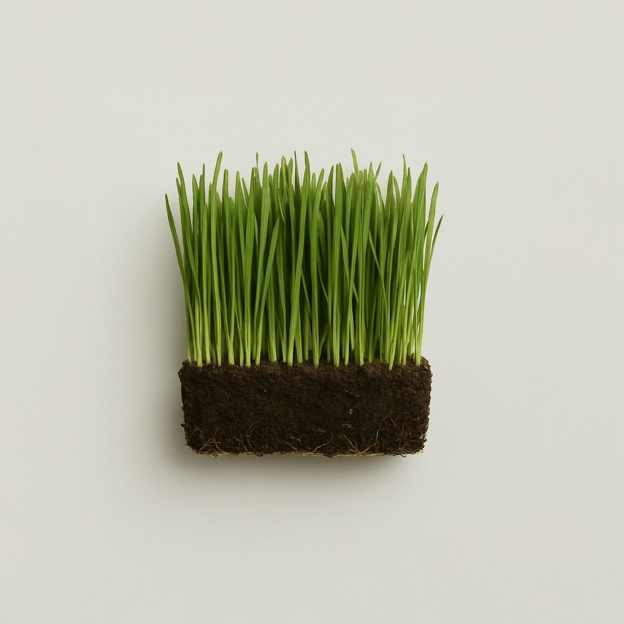 Wheatgrass - Nuzest UK